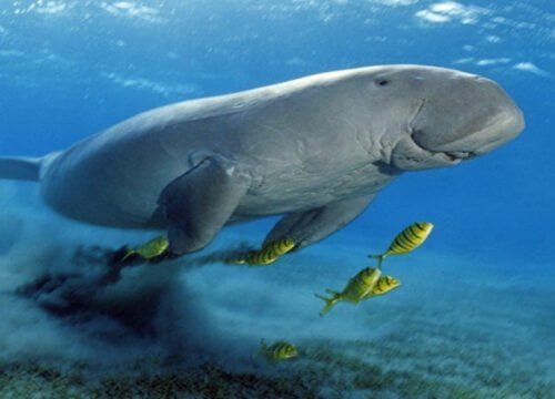 Abu Dabbab Schnorchel-Ausflug| Schwimmen mit Schildkröten ab Hurghada