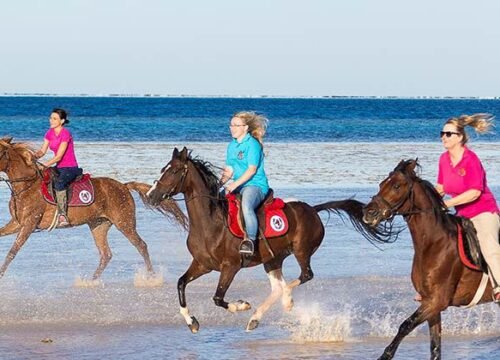 Reiten am Strand und in der Wüste von Hurghada