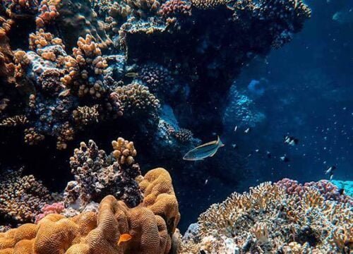 Tauchen am Roten Meer in Hurghada