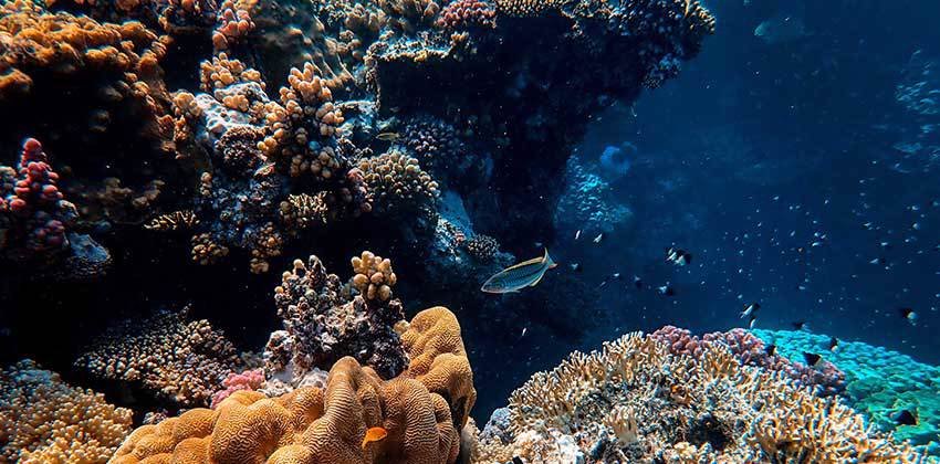 Tagesausflug zum Schnorcheln in der Bucht von Sharm el Naga