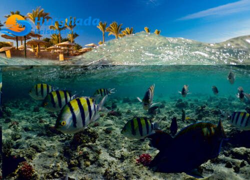 Abenteuer pur: Die aufregendsten Ausflüge in Hurghada